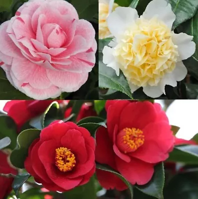 3x Mixed Japanese Camellia Plants Hardy Evergreen Perennial Shrubs Trees In Pots • £26.75