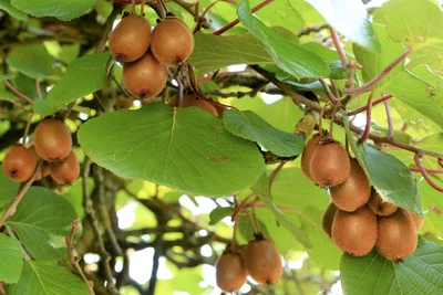 Actinidia Jenny Kiwi Self Fertile Fruit Climbing Plant 6-7ft In A 10 Litre Pot • £69.99
