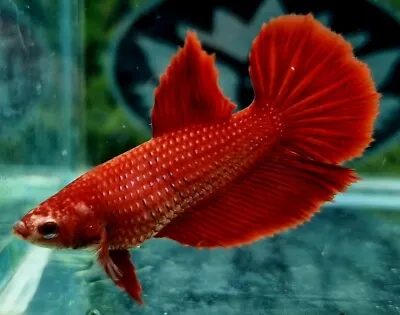 Halfmoon Female Betta Splenden/Siamese Fighting Fish 0050 • £16