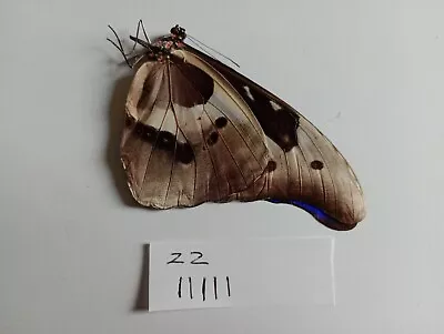  MORPHO R HELENA Ssp   A1 MALE data  Peru. EXCELLENT PRICE!!   • $49.72