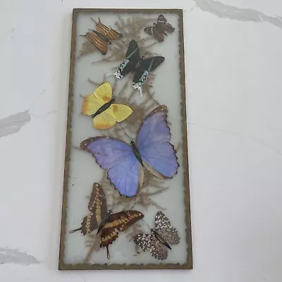 Vintage Taxidermy Pressed Leaves 7 Butterflies Double Glass Mounted  Gold Edge • $79.99