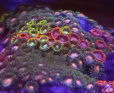  🪸large 20 + Beuitiful Zoa Graden Marine Coral -soft/sps/lps/🪸 • £1.20