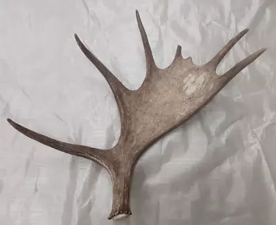 Natural Real Moose Shed Antler Home Rustic Display Antlers Crafts Horn • $139.99