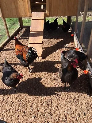 French Black Copper Marans Hatching Eggs. • $40