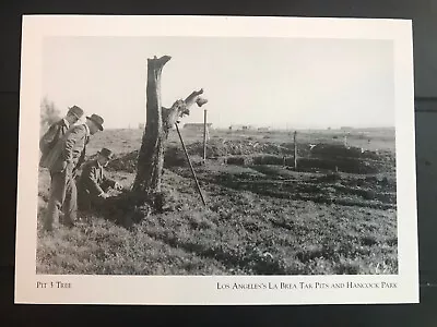 POSTCARD UNPOSTED CALIFORNIA LA BREA TAR PITS- PIT 3 TREE Ca. 1914 -REPRO • $5