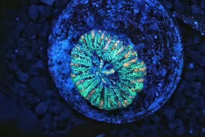 Aussie Colored Mini Button Scoly Scolymia LPS WYSIWYG - High Voltage Corals • $44.99