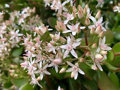 Jade Plant Money Tree Succulent Crassula Ovata - 500+ Seeds 2023 - USA • $5.99