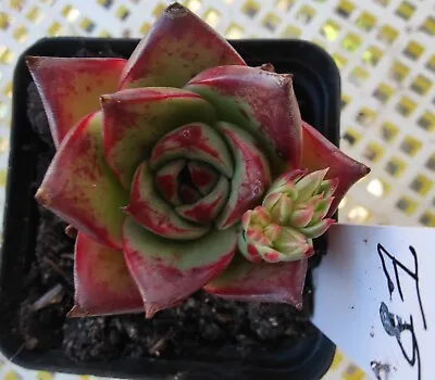 Echeveria Agavoides Ebony Hybrid Wide Leaf 6cm Succulent • $60