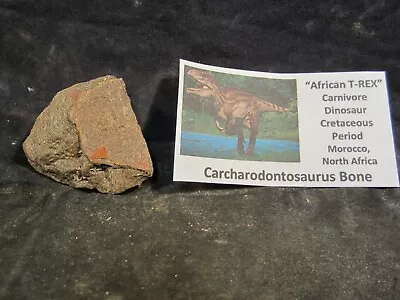 Dinosaurs Bones Carcharodontosaurus Bone African T-Rex Morocco North Africa • $35