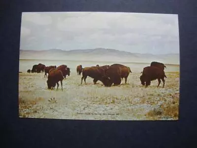 Railfans2 244) 1968 Fort Keogh North Montana Buffalo Grazing By L. A. Huffman • $4.95