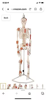 Ultrassist Human Skeleton • $65