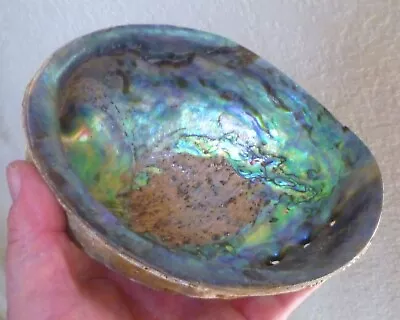 Paua Abalone Sea Shell One Side Polished Natural Beach Craft 6  Smudge • $17.99