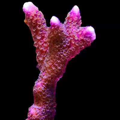 Big Kahuna Purple Montipora Digitata  - Coral Frag - SPS • $34.95