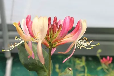 Lonicera Periclymenum Belgica In 9cm Pot  Honeysuckle • £5.25