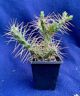 £5.75 • Buy Cactus Plant - Cylindropuntia Tunicata - Approx 16cm Spread