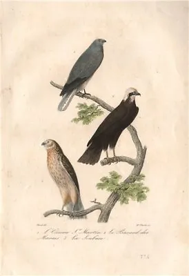 £10.99 • Buy HARRIERS. Busard St Martin & Marais; Soubuse (Marsh & Hen Harriers) BUFFON 1837