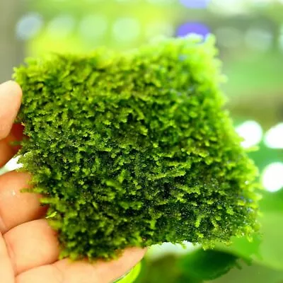 £1.99 • Buy Java Moss  On Mesh Riccia Moss Ball Live Aquatic Aquarium Plants Fish Tank UK 