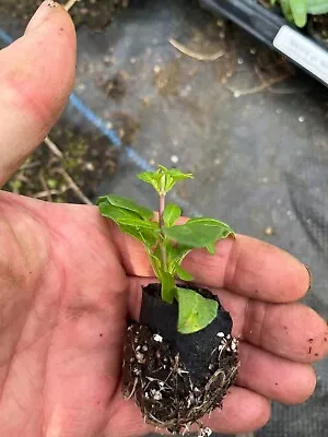 Salvia - 4cm Plug Plants - Various Varieties Available • £3.49