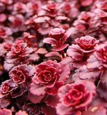 50 Red DRAGONS BLOOD SEDUM Stonecrop Sedum Spurium Flower Seeds • $3