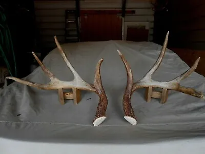 AWESOME COLLECTION Of WHITETAIL DEER Sheds Antlers Mule 5 YEARS OF THIS BUCK • $1350