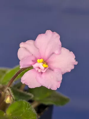 African Violet * LITTLE Emily * Miniature 2001 G. Durand Heat Pack • $8