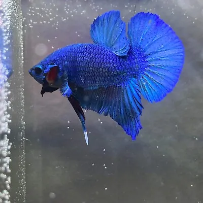 M2 Blue Male Halfmoon Plakat HMPK Homebred Betta/Siamese Fighting Fish • £16