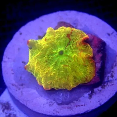 Jawbreaker Mushroom Coral WYSIWYG IC 3212 - Indigo Corals - JB • $68