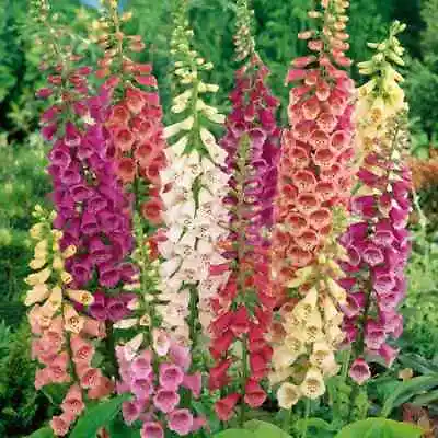 FOXGLOVE EXCELSIOR Mix 1000+ Seeds TALL  Cottage Flower Garden Collection • $3.80