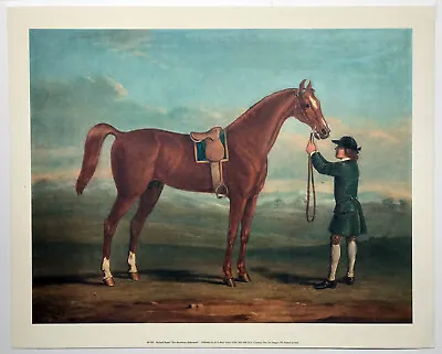 The Racehorse Shakespeare By Richard Roper (1730 - 1775) Reproduction Print • £20