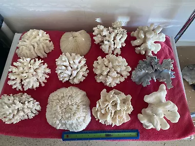 Large Dry Coral - Natural Coral For Aquarium • $30