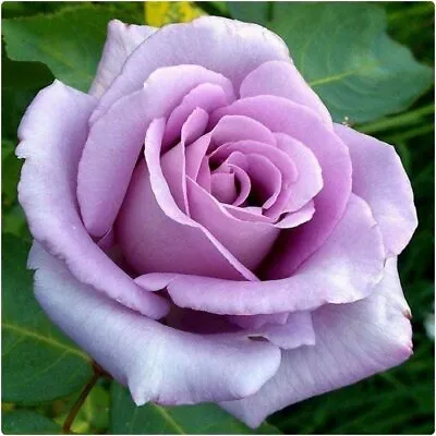 BLUE MOON 4L Potted Rose Plant Very Fragrant Lilac Hybrid Tea *FREE PLANT FOOD* • £21.95