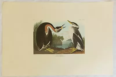 $135 • Buy The Birds Of America. Audubon. Red-necked Grebe. Amsterdam Edition.