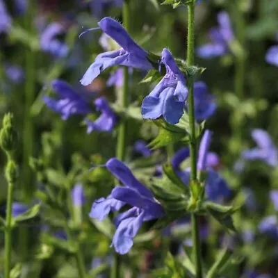 Salvia African Skies Perennial Plug Plants Pack X6 • £6.95