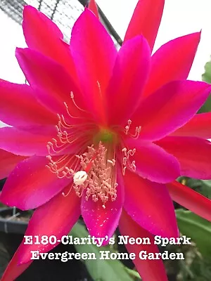 Rooted Epiphyllum Orchid Cactus “Clarity’s Neon Spark”Growing In 4” Starter Pot. • $28