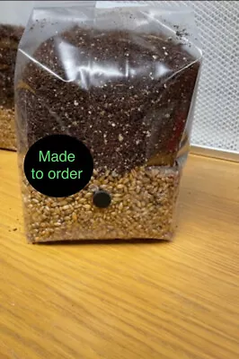 All-In-One Mushroom Grow Kit Grow Bag 1KG Grain Substrate CVG - Buy 3 Get 1 Free • £14