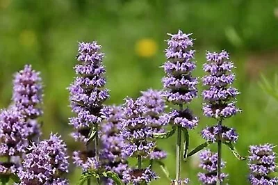 200 PURPLE WOOD MINT Blephilia Ciliata Downy Pagoda Horsemint Herb Flower Seeds • £2.41