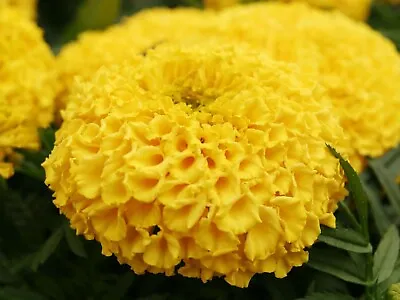 African Giant Marigold Seeds 25+ Count~3 To 4 Ft Tall • $1.55