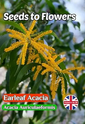 Earleaf Acacia - Acacia Auriculaeformis - Flowering Tree - 8 High Quality Seeds  • £2.49