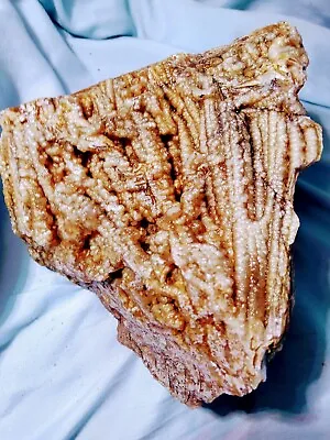 Ancient Translucency Tabulate Coral Corallites FOSSIL Rare Rock Favosite • $1700