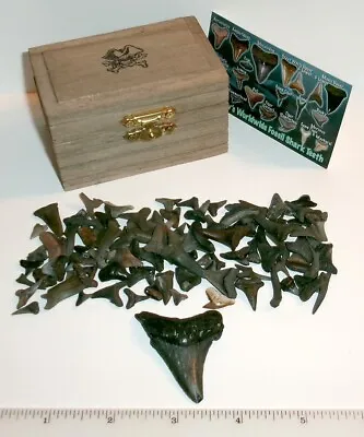 Shark Tooth Treasure Chest With Big 1.963  Megalodon & Over 100 Teeth • $39.99