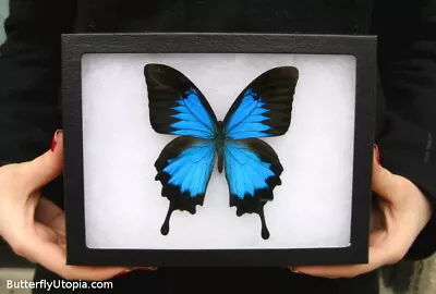 Real Framed Blue Mountain Swallowtail Butterfly - 8x6 Riker Mount • $44