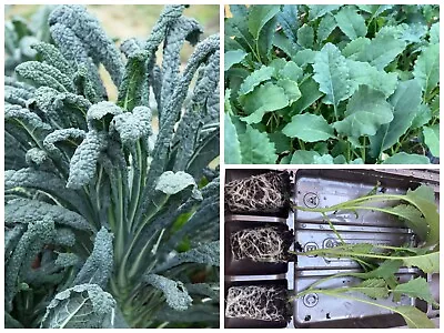 Black Kale Vegetable Plug Plants | Covelo Nero | Pre Order April-May Dispatch • £5.99