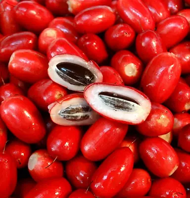 10+ Miracle Berry Fruit Seeds (Synsepalum Dulcificum) Rare Fruit • $350