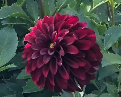 Black Satin Dahlia Tuber Cluster Two To Five Tubers Dark Red Burgundy In Color • $14.99