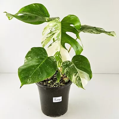 Variegated Monstera Deliciosa Borsigiana Named  Tina  - Albo (Small Leaf Form) • $100