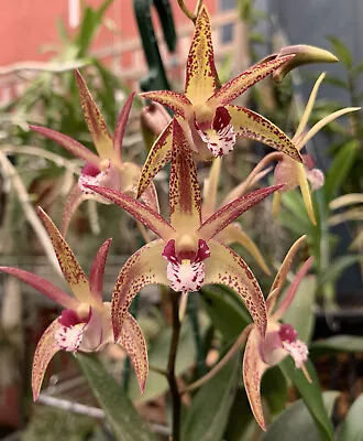 $11.95 • Buy HN77 Orchids Dendrobium Saigon Sunrise Near Flowering Size Seedling
