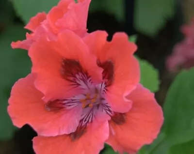 £4.50 • Buy Regal Pelargonium - Glowing Embers - 9cm Pot.