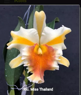 $22 • Buy FPOrchids Cattleya Rlc. Miss Thailand - Tubestock
