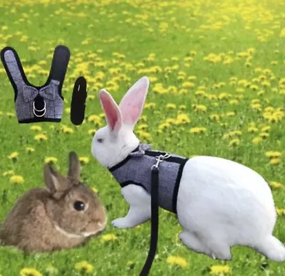 £8.49 • Buy Small Pet Puppy Dog Kitten Guinea Pig Rabbit Check Harness Lead Leash Collar Set