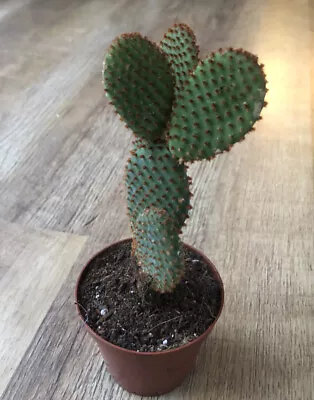 £6.95 • Buy Opuntia Microdasys | Prickly Pear Cactus | 9cm Pot | Rufida Brown Form